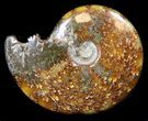 Cleoniceras Ammonite Fossil - Madagascar #36724-1